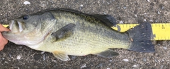 ラージマウスバスの釣果