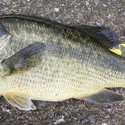 ラージマウスバス