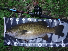 スモールマウスバスの釣果