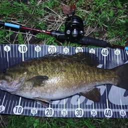 スモールマウスバス