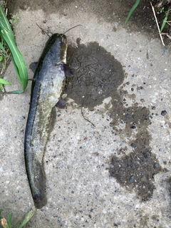 ニホンナマズの釣果