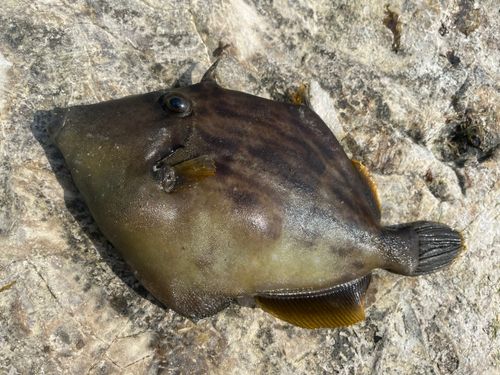 カワハギの釣果