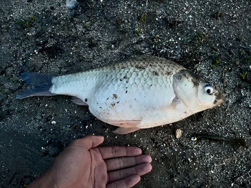 フナの釣果