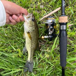 ラージマウスバス