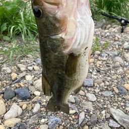 ラージマウスバス