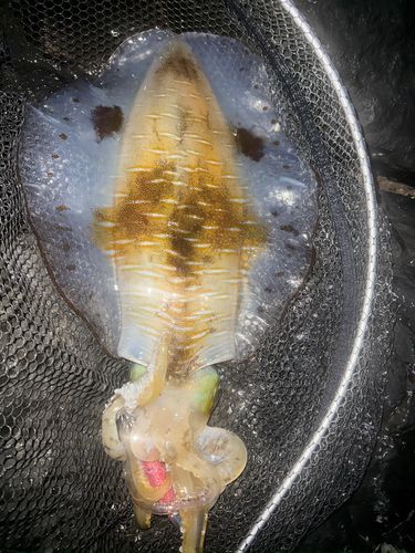 アオリイカの釣果