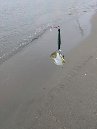 フグの釣果