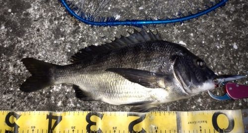 チヌの釣果