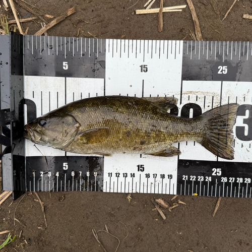 スモールマウスバスの釣果