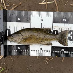 スモールマウスバス