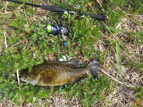 スモールマウスバスの釣果
