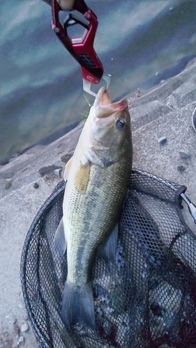 ラージマウスバスの釣果