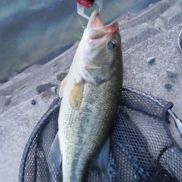 ラージマウスバス