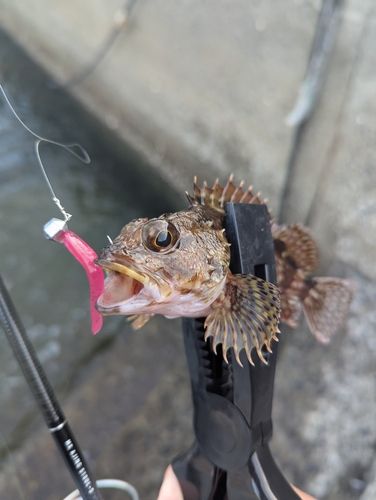 アラカブの釣果