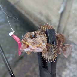 アラカブ