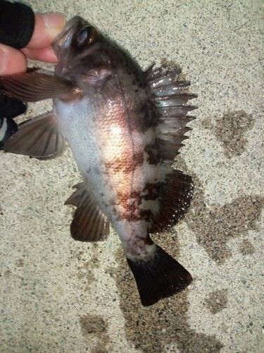 メバルの釣果
