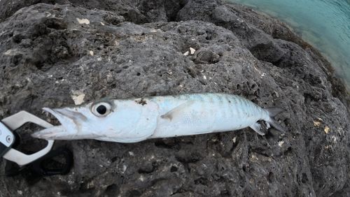 オオカマスの釣果