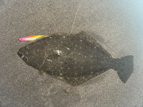 ヒラメの釣果