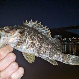 タケノコメバル