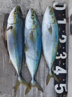 ハマチの釣果