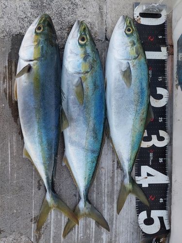 ハマチの釣果