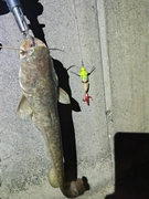 ナマズの釣果