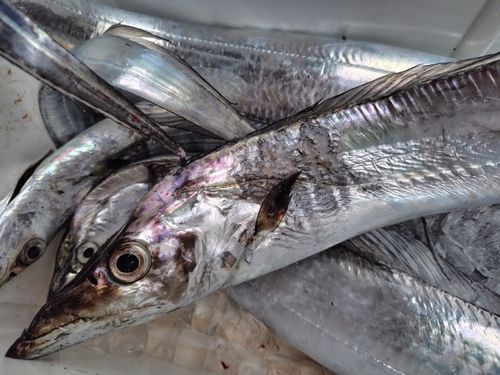 タチウオの釣果