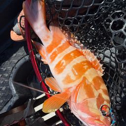 ハンゴーミーバイ