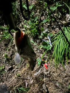 マナマズの釣果