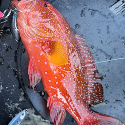 ナガジューミーバイ