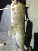 ナマズの釣果