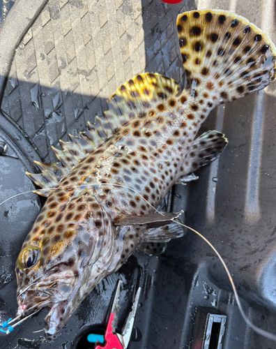 シロブチハタの釣果