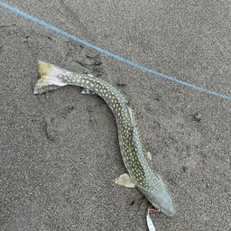アメマス