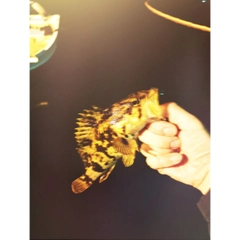 タケノコメバルの釣果