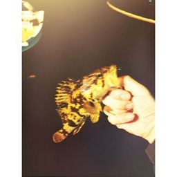 タケノコメバル