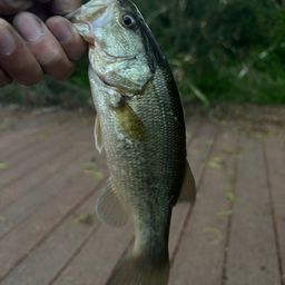 スモールマウスバス