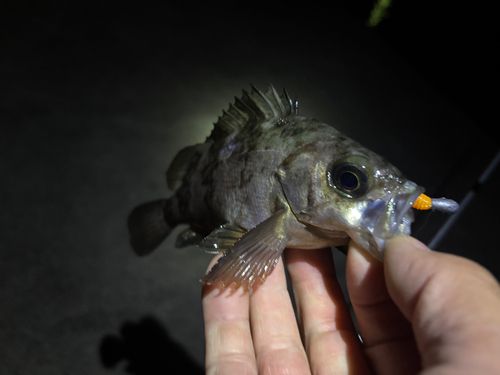 メバルの釣果