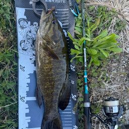 スモールマウスバス