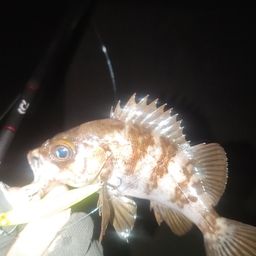 メバル