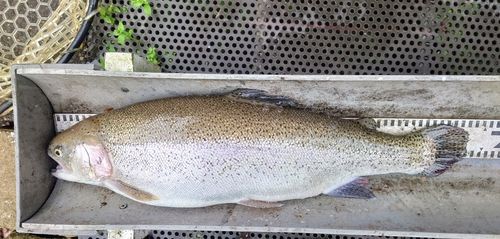 トラウトの釣果