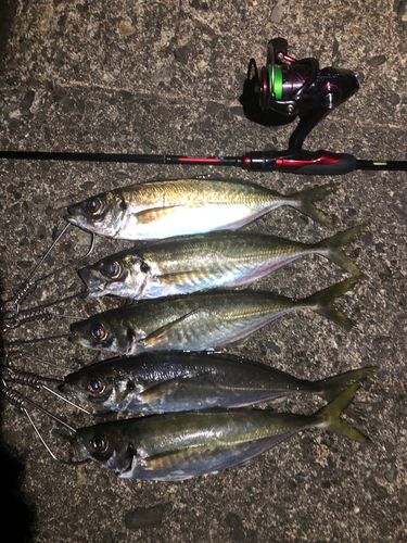 アジの釣果