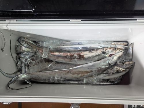 タチウオの釣果
