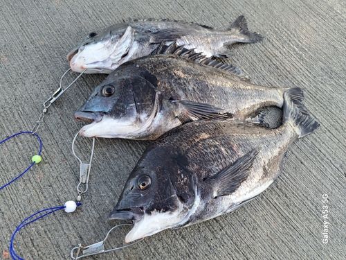 チヌの釣果