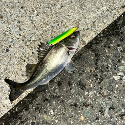 セイゴ（マルスズキ）