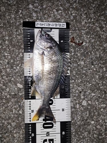 キビレの釣果