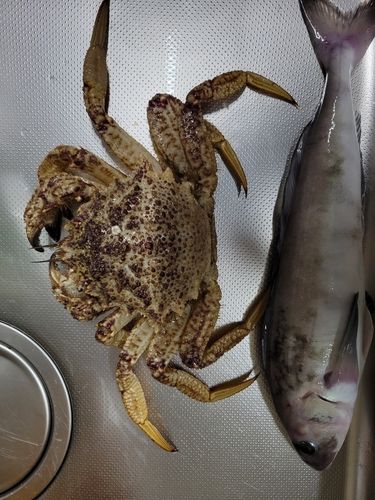 クリガニの釣果
