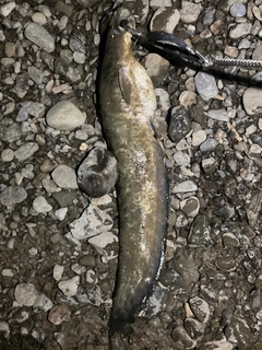 ナマズの釣果