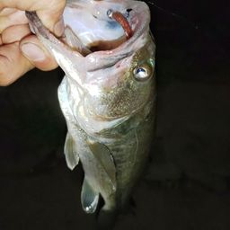 ブラックバス