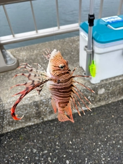 ミノカサゴの釣果