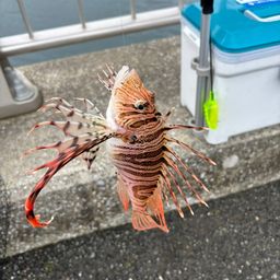 ミノカサゴ